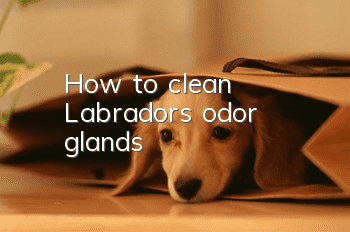 How to clean Labrador’s odor glands