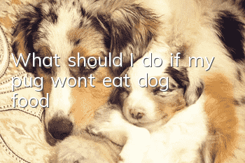 What should I do if my pug won’t eat dog food?
