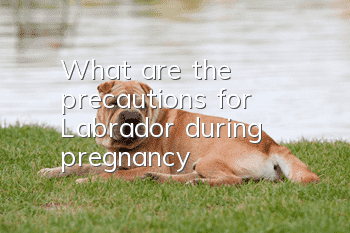 What are the precautions for Labrador during pregnancy?