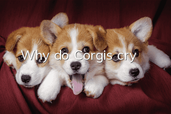 Why do Corgis cry?