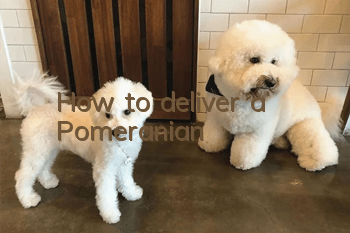 How to deliver a Pomeranian