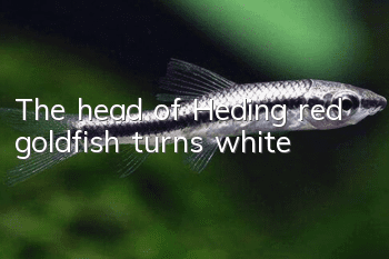 The head of Heding red goldfish turns white