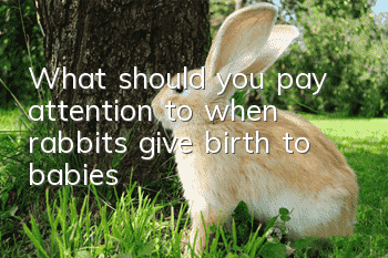 What should you pay attention to when rabbits give birth to babies?