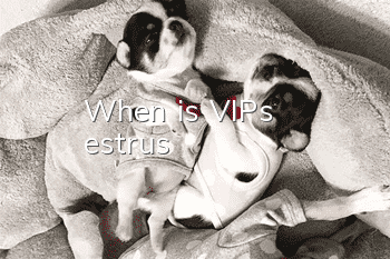 When is VIP’s estrus?