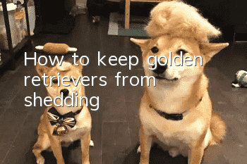 How to keep golden retrievers from shedding