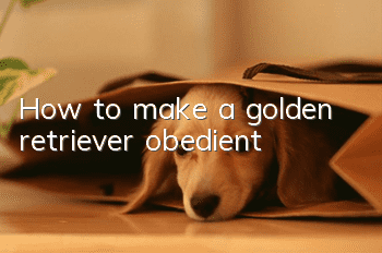 How to make a golden retriever obedient