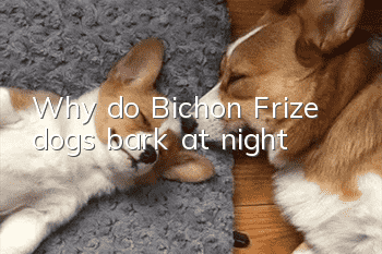 Why do Bichon Frize dogs bark at night?