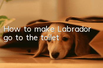 How to make Labrador go to the toilet