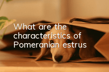 What are the characteristics of Pomeranian estrus?