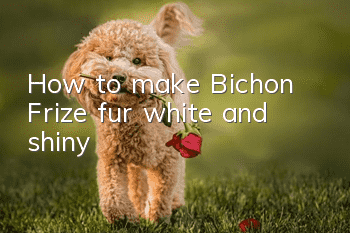 How to make Bichon Frize fur white and shiny