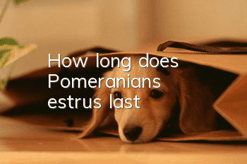 How long does Pomeranian's estrus last?