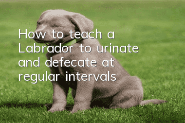 How to teach a Labrador to urinate and defecate at regular intervals