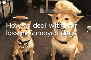 How to deal with hair loss in Samoyed dogs