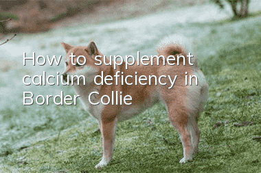How to supplement calcium deficiency in Border Collie