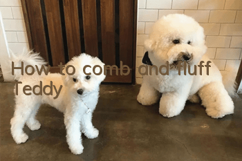 How to comb and fluff Teddy