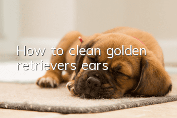 How to clean golden retriever’s ears