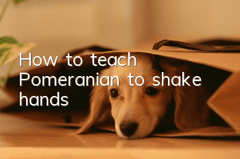 How to teach Pomeranian to shake hands