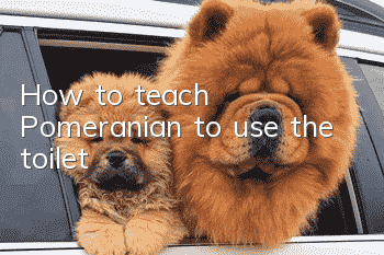 How to teach Pomeranian to use the toilet