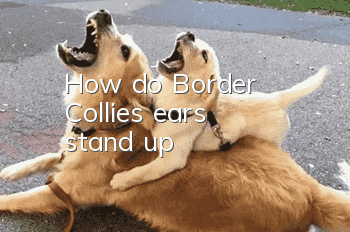 How do Border Collie's ears stand up?