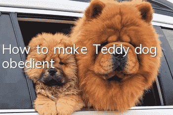 How to make Teddy dog ​​obedient