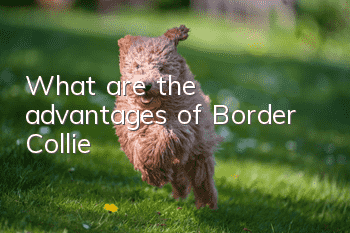 What are the advantages of Border Collie?