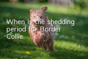 When is the shedding period for Border Collie?