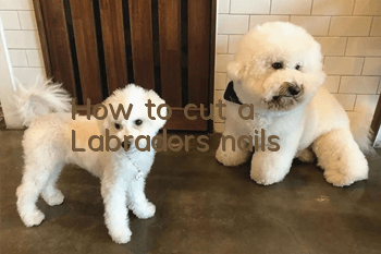 How to cut a Labrador's nails