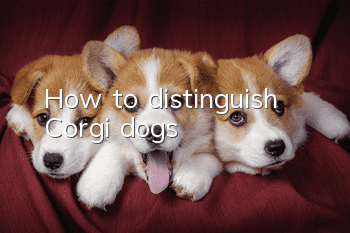 How to distinguish Corgi dogs