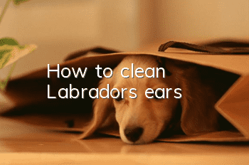 How to clean Labrador's ears