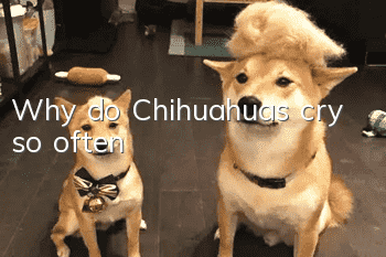 Why do Chihuahuas cry so often?