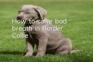How to solve bad breath in Border Collie