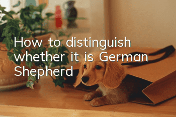 How to distinguish whether it is German Shepherd?