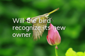 Will the bird recognize its new owner?