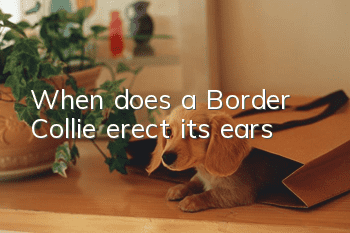When does a Border Collie erect its ears?