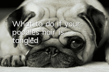 What to do if your poodle’s hair is tangled