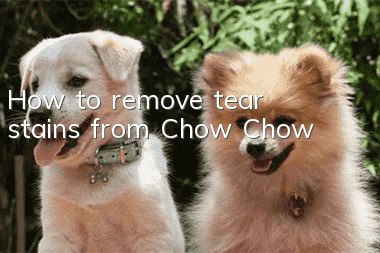 How to remove tear stains from Chow Chow