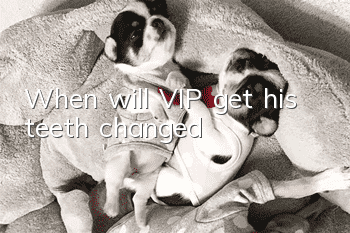 When will VIP get his teeth changed?