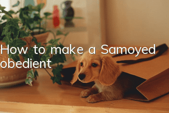 How to make a Samoyed obedient