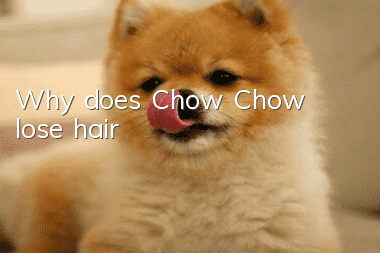 Why does Chow Chow lose hair?