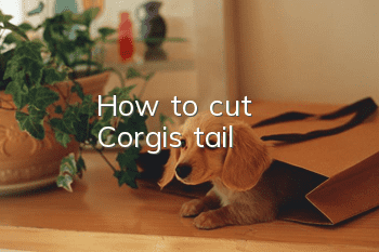 How to cut Corgi's tail