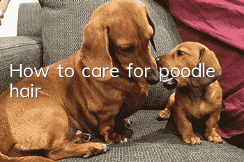 How to care for poodle hair