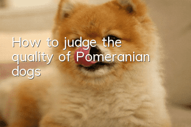 How to judge the quality of Pomeranian dogs