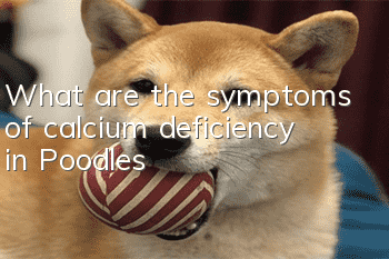 What are the symptoms of calcium deficiency in Poodles?