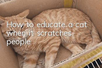 How to educate a cat when it scratches people?