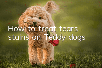 How to treat tears stains on Teddy dogs