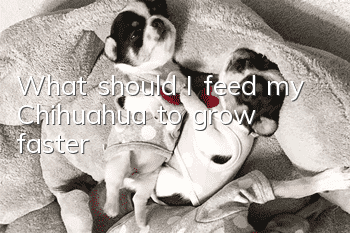 What should I feed my Chihuahua to grow faster?