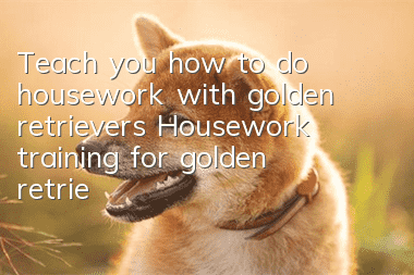 Teach you how to do housework with golden retrievers? Housework training for golden retrievers!