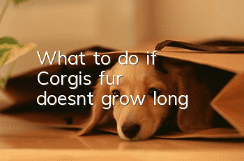 What to do if Corgi’s fur doesn’t grow long