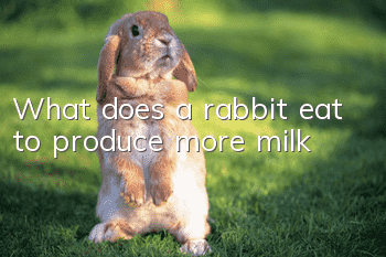 What does a rabbit eat to produce more milk?