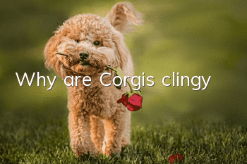 Why are Corgis clingy?